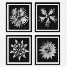 Uttermost 41427 - Uttermost Contemporary Floret Framed Prints, S/4