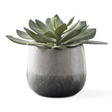 Uttermost 60261 - Uttermost Dudleya Gray Outdoor Succulent